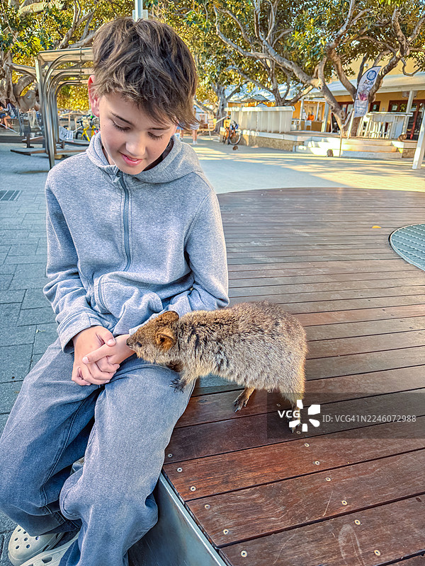 穿着灰色连帽衫的小男孩在罗特内斯特岛的木板路上与小短尾矮袋鼠互动图片素材