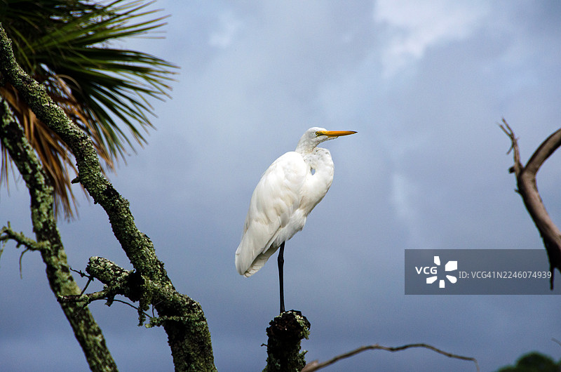 大白鹭向右转图片素材