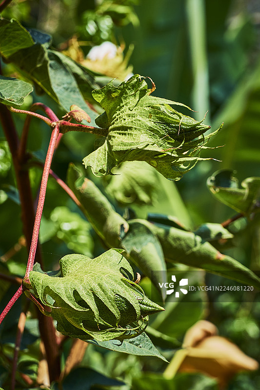 棉铃植物图片素材