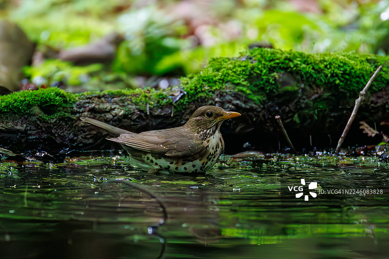 日本灰鸫（Turdus cardis）在日本山梨县富士吉田市大宝泉泡温泉。野鸟。观鸟。- 2025图片素材