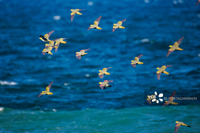 一群美丽的白腹绿鸠（Treron sieboldii）从山林飞入海浪，在二宫町（Oiso Town）的二宫海岸（Terugasaki Beach）摄取海水中的矿物质，日本神奈川县中郡 - 2025年图片素材