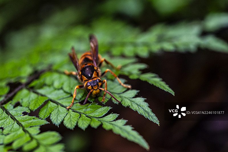 黄色黄蜂的体色：一种警示信号图片素材