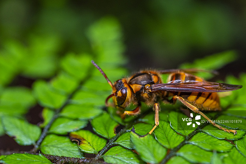 黄色胡蜂的体色：一种警示信号图片素材