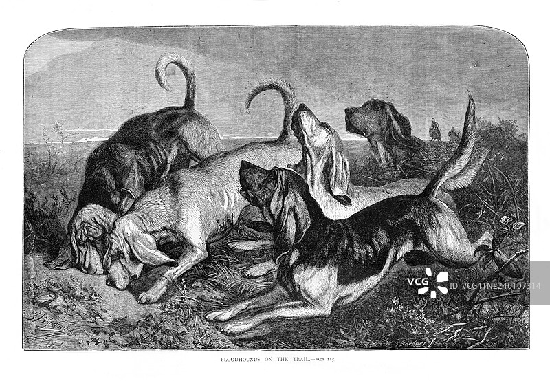 血猎犬追踪 - 1879年蚀刻版画图片素材