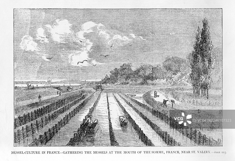 索姆河上的贻贝养殖场 - 古董雕版画图片素材