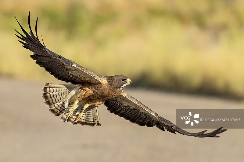 游隼展翅高飞图片素材