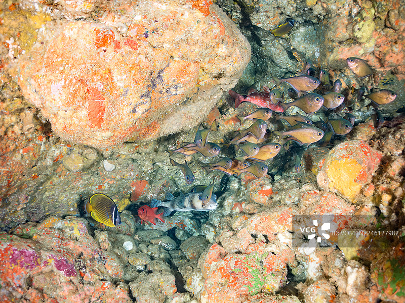 东方蝴蝶鱼、金线鱼、格氏海鲫、网纹刺豚、施氏海鲫、斑点海鲫及其他鱼类。鱼群。图片素材