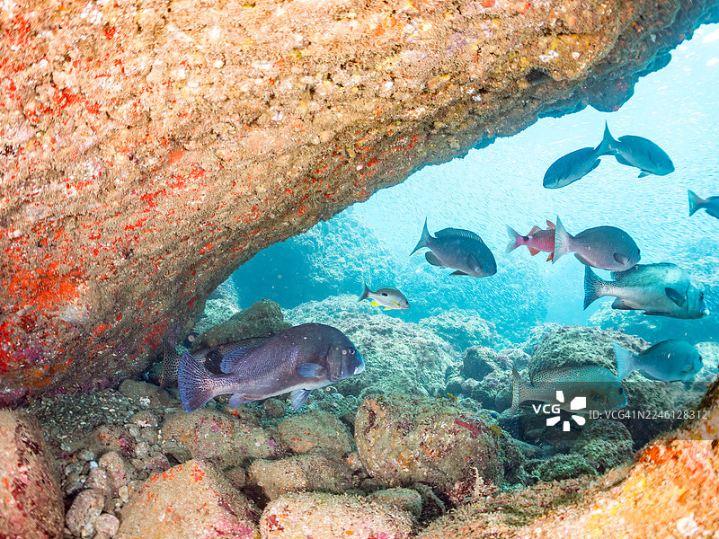 新月唇鱼、斑纹唇鱼、罗素笛鲷、大鳞黑鲈、须鲂鲉等鱼群。平矶海滩，中木港图片素材