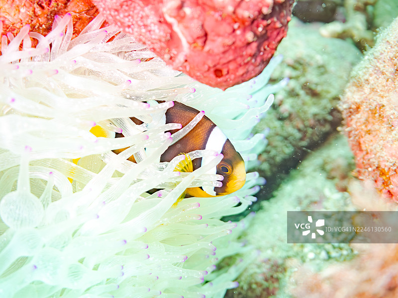 珊瑚白化困扰,黑边海葵鱼(Clark's anemonefish),克拉克海葵鱼(Amphiprion clarkii)幼鱼,海葵(Entacmaea actinostoloides)及其他鱼群。日本静冈县伊豆半岛南伊豆町中木港Hirizo海滩 - 2025图片素材