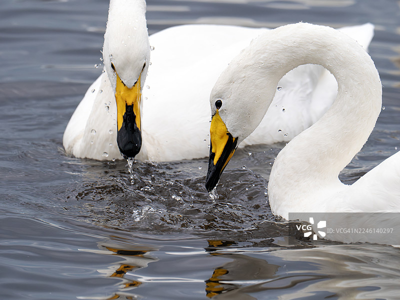 白唇雁（学名：Cygnus cygnus），位于英国兰开夏郡南烃韦特马丁梅尔湿地保护区。图片素材