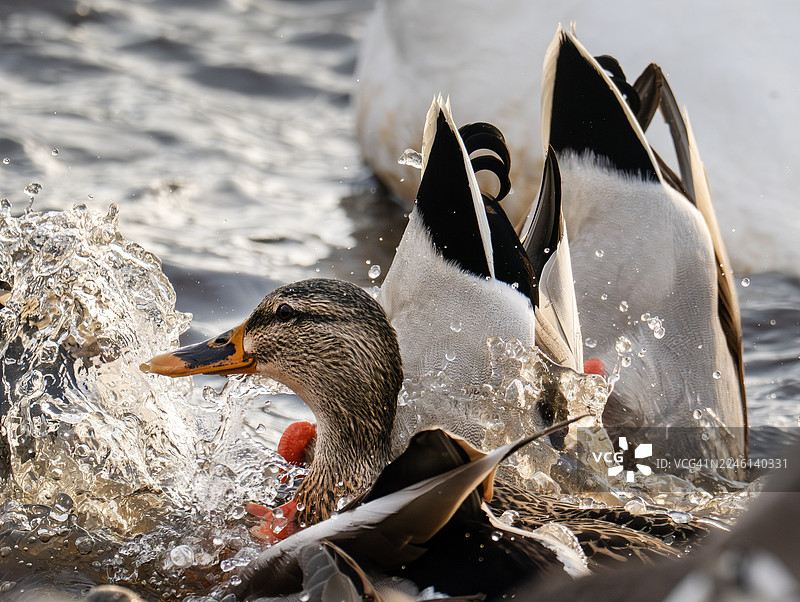 在英国兰开夏郡马丁梅尔湿地保护中心（WWT Martin Mere）的 Southport 附近，一只绿头鸭（Anas platyrhynchos）正在觅食。图片素材