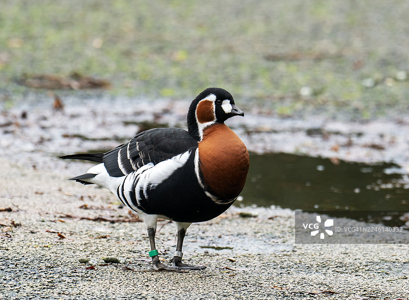 一只红胸黑雁（Branta ruficollis），摄于英国兰开夏郡绍斯波特附近的WWT马丁梅尔野禽收藏馆。图片素材
