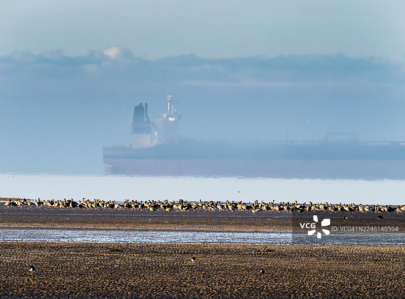 一群粉红脚雁（Anser brachyrhynchus）在英国福斯湾的阿伯莱迪。图片素材