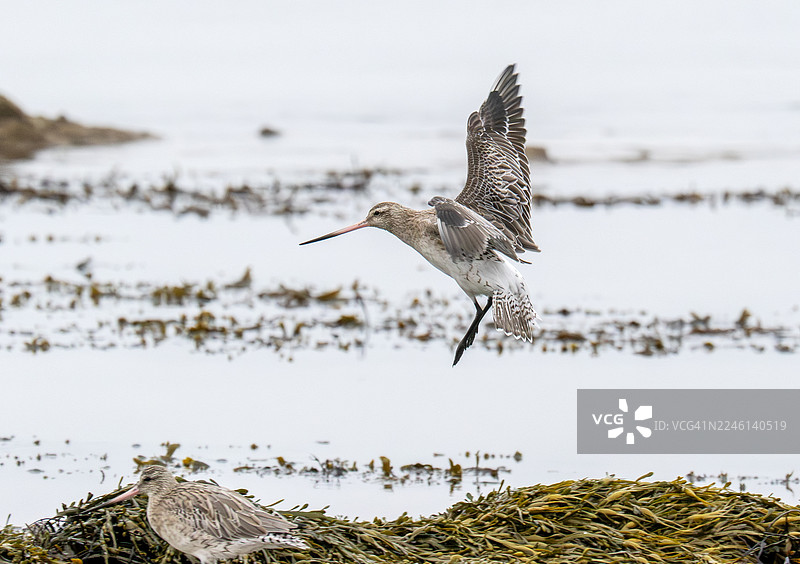斑尾塍鹬，在英国福斯湾的阿伯莱迪图片素材