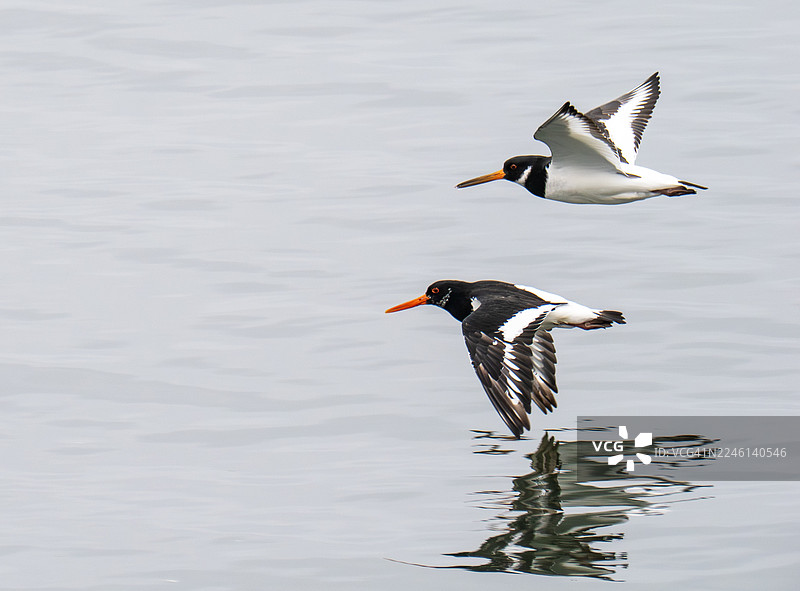 欧洲蛎鹬（学名：Haematopus ostralegus）在英国福斯湾的马瑟尔堡。图片素材