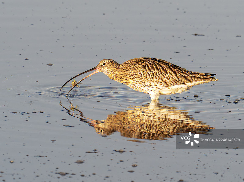 一只欧亚蛎鹬（Numenius arquata）在英国福斯湾的亚伯拉迪捕捉螃蟹。图片素材