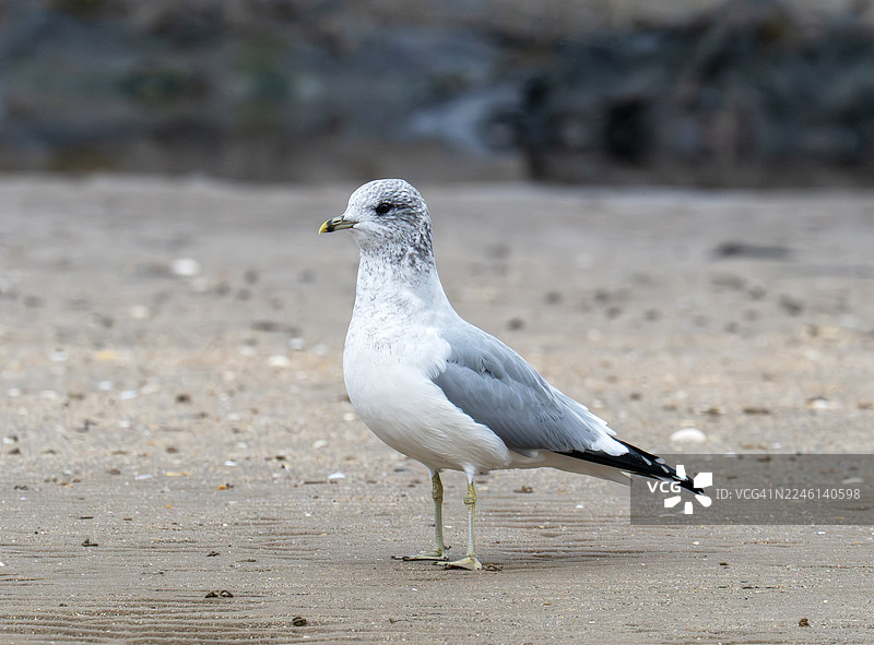 一只普通海鸥（Larus canus）在英国福斯湾的亚伯拉第。图片素材