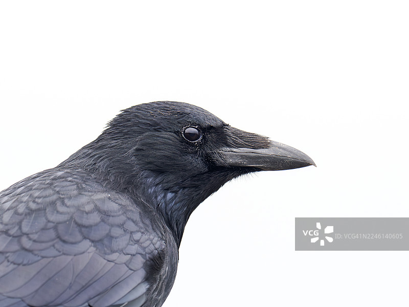 苏格兰，福斯湾，马瑟尔堡的一只秃鼻乌鸦 (Corvus corone)。图片素材