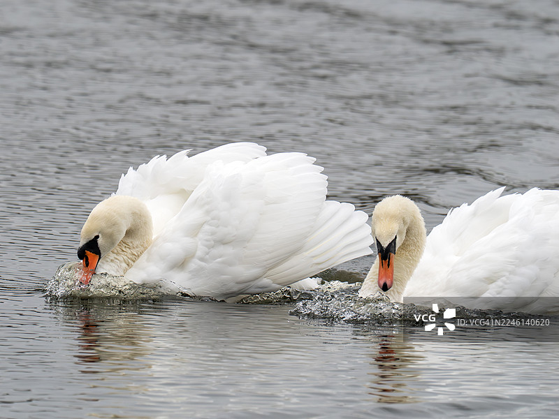 一对疣鼻天鹅，学名Cygnus olor，在苏格兰福斯湾的马瑟尔堡水域，具有攻击性地游向一个竞争对手。图片素材