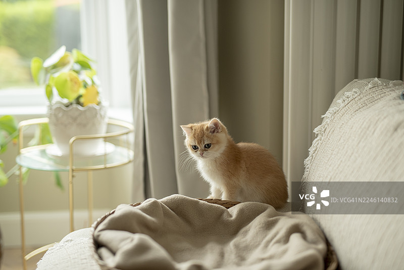 一只可爱的小金吉娃娃猫坐在沙发边缘，旁边是它的猫窝，它看向别处，背景是爱丁堡、苏格兰、英国的一个带盆栽的凸窗。图片素材