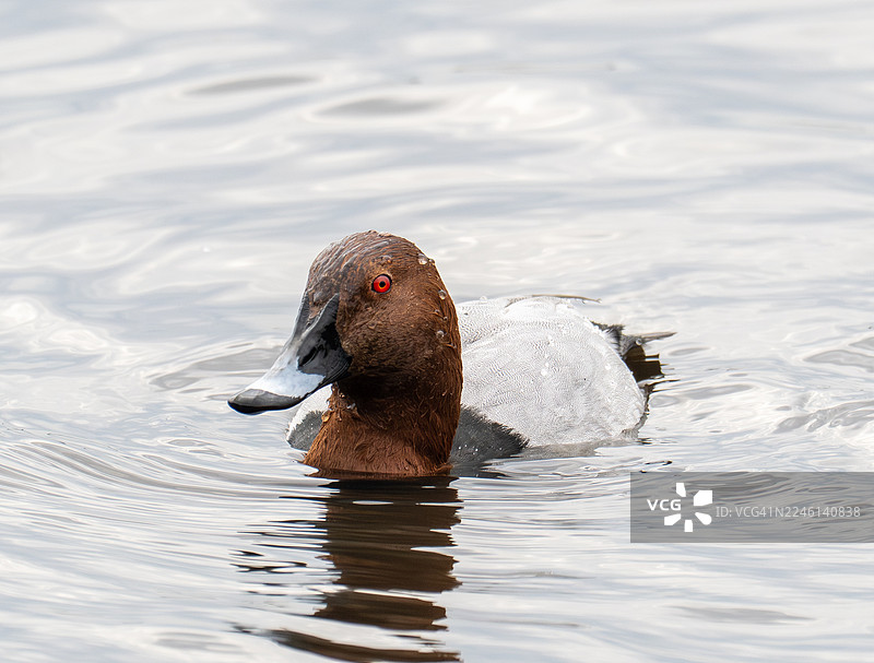 一只雄性红头潜鸭（Aythya ferina）在英国兰开夏郡绍斯波特附近的WWT马丁梅尔湿地。图片素材