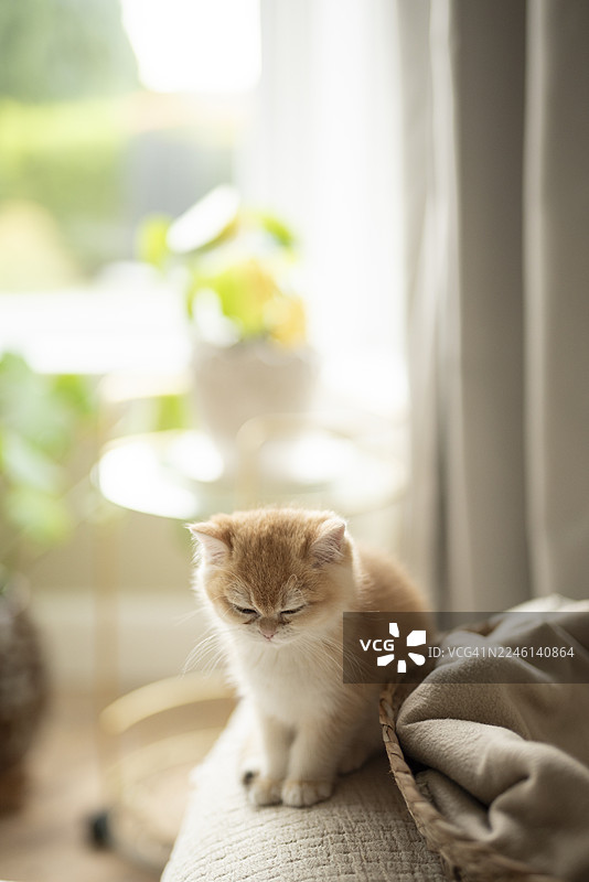 A rounded Golden British Shorthair kitten sits on the edge of a sofa next to her cat bed with sleepy eyes in Edinburgh, Scotland, United Kingdom, with a bay window with plan pots on the background图片素材