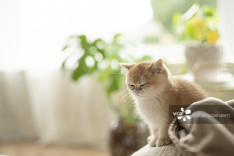 一只可爱圆润的金吉拉英国短毛猫小猫，坐在沙发边上，旁边是它的猫窝，眼睛半闭，背景是爱丁堡、苏格兰、英国的凸窗和盆栽植物。图片素材