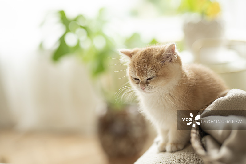 苏格兰爱丁堡一只圆润可爱的金色英国短毛猫小猫，闭着眼睛坐在沙发边缘，旁边是猫窝，背景是带有盆栽的凸窗。图片素材