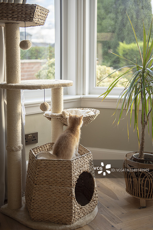一只好奇的金吉拉英国短毛猫小猫坐在猫爬架上，望着窗帘旁的凸窗，窗外是爱丁堡、苏格兰、英国一户人家硬木地板上的盆栽植物。图片素材