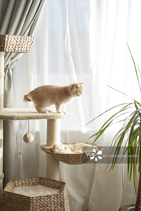 在苏格兰爱丁堡一栋房子里，一只金色的英国短毛猫幼崽在带有窗帘的猫爬架旁玩耍，旁边还有一盆植物，阳光透过窗户照射进来。图片素材