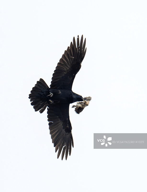 一只渡鸦（Corvus corax）在苏格兰北部海岸的巴尔纳基尔，嘴里叼着食物。图片素材