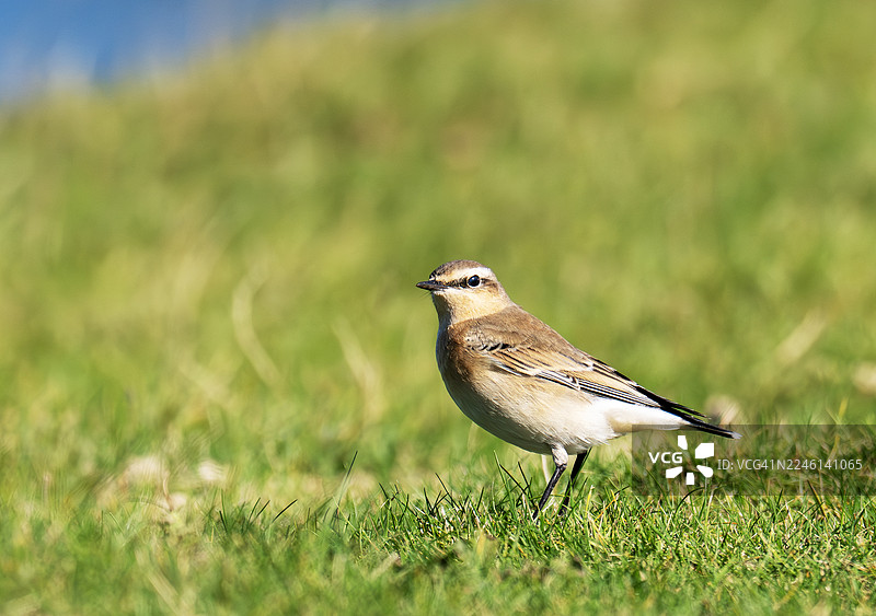 英国坎布里亚郡沃尼岛上的北石䴕（Oenanthe oenanthe）。图片素材