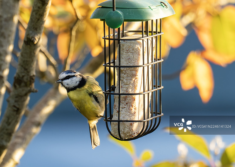 一只蓝冠山雀（Cyanistes caeruleus）在英国湖区安布尔赛德的花园喂鸟器上图片素材