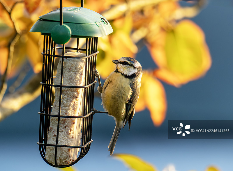 英国湖区安布尔赛德花园喂鸟器上的蓝冠山雀（Cyanistes caeruleus）。图片素材
