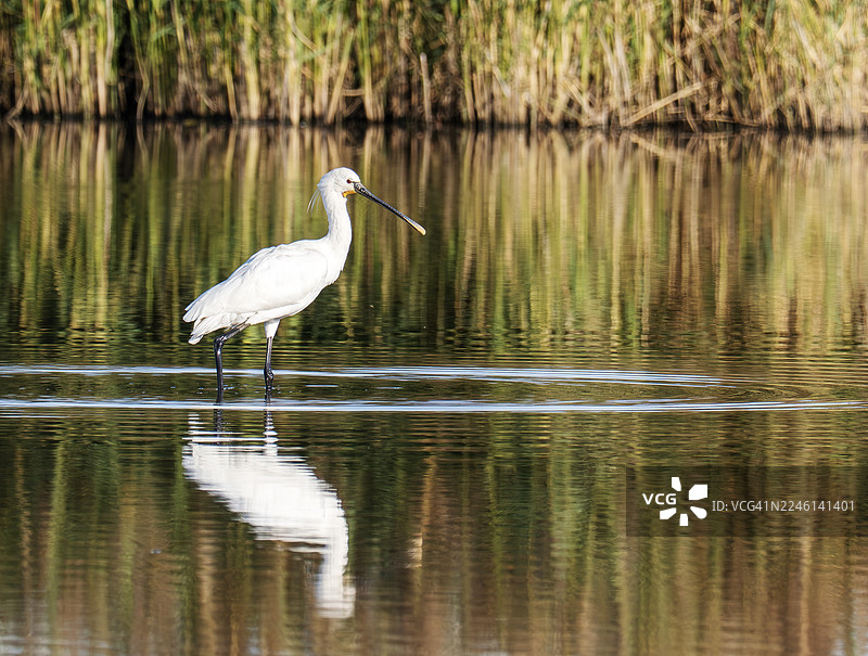 一只在英国蒂赛德RSPB Saltholme的白琵鹭（Platalea leucorodia）。图片素材