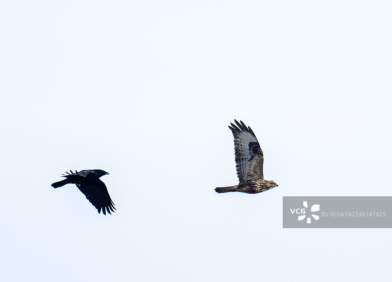 在英国蒂斯河谷，一只普通鵟（Buteo buteo）正被一只乌鸦（Corvus corone）围攻。图片素材