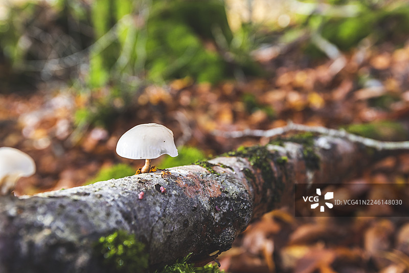 乌尔巴萨森林中的蘑菇图片素材