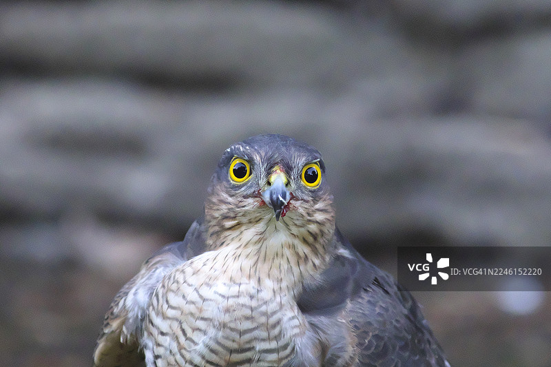 雄性欧亚鵟 [Accipiter nisus]图片素材