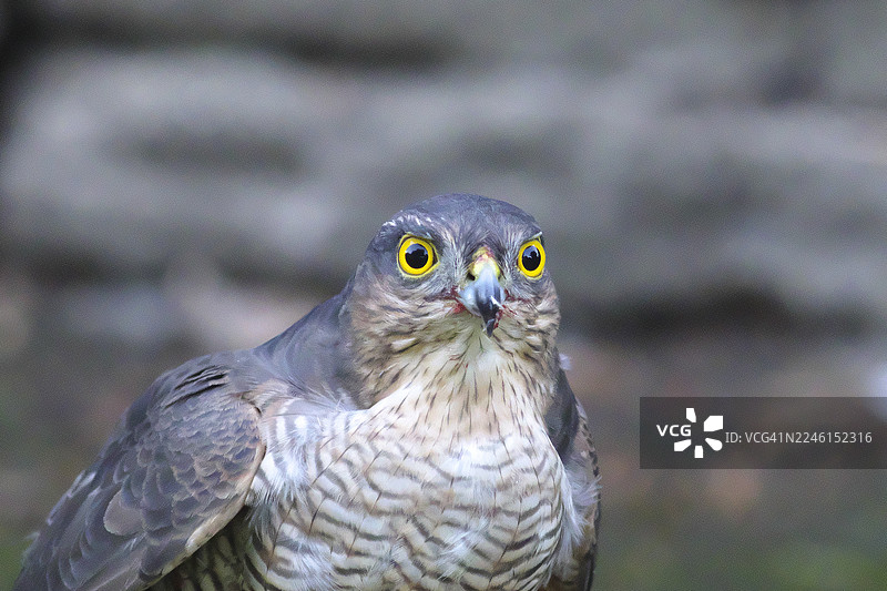 雄性雀鹰 [Accipiter nisus]图片素材