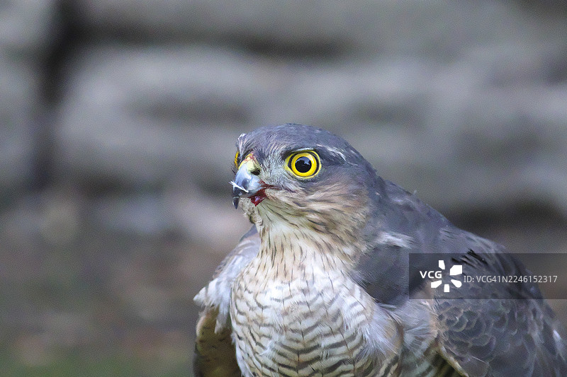 雄性雀鹰 [Accipiter nisus]图片素材