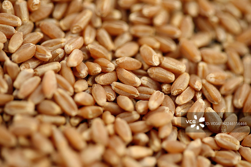 特写小麦粒图片素材