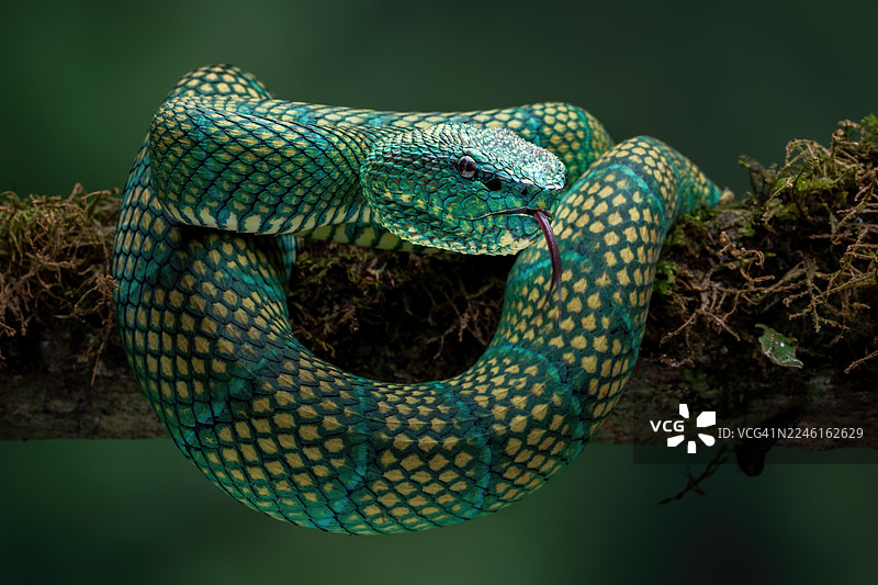 婆罗洲棱鳞绿蝮蛇图片素材
