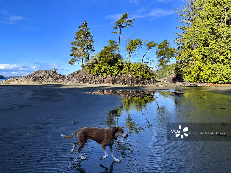 加拿大海滩上的狗图片素材
