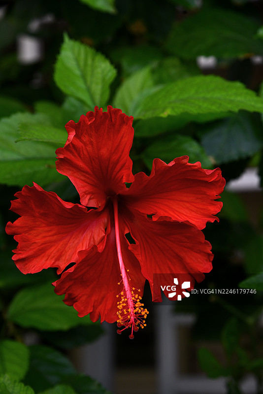 朱槿花图片素材