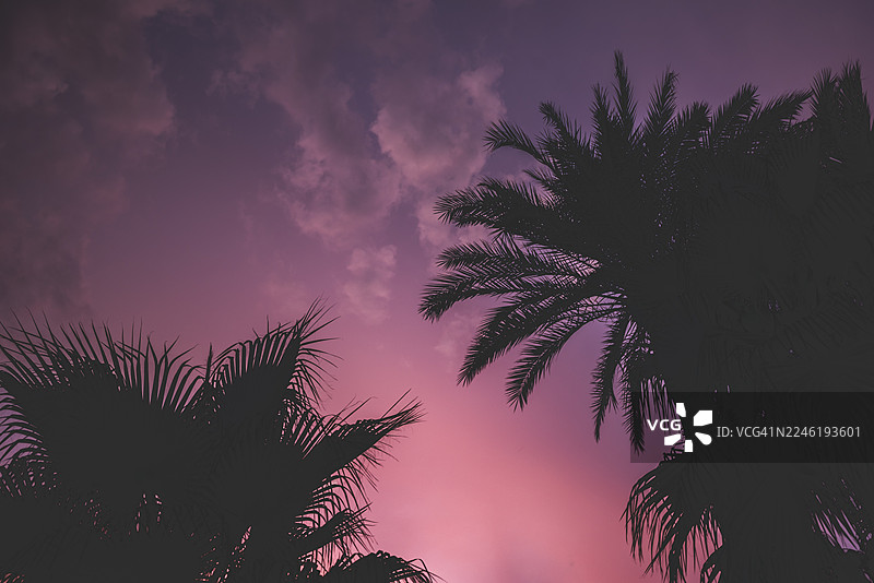 日落时的树木图片素材