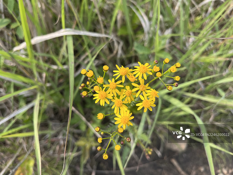 罗兰湖畔，林间草地小径，金色千里光沿路盛开。图片素材