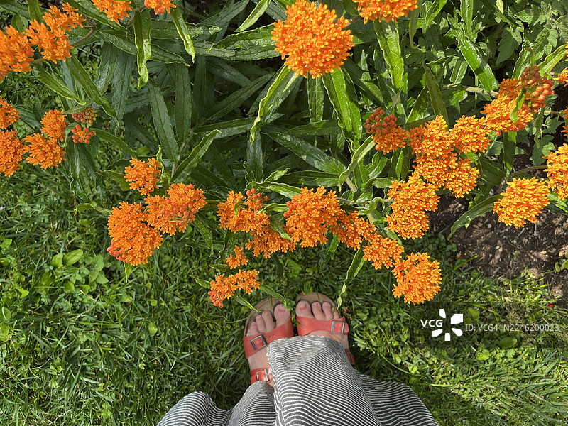 俯视视角，花园中生长着的橙色马利筋。图片素材