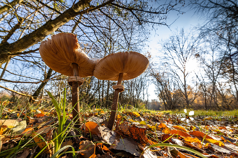 森林中的两朵大伞菌图片素材