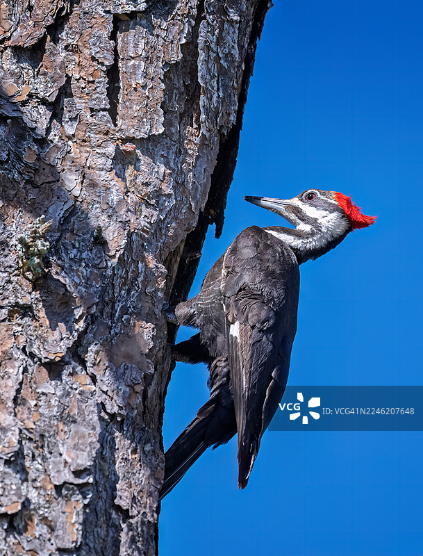 一只冠羽啄木鸟在佛罗里达州西南部的一棵松树上筑巢图片素材