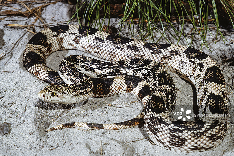 东部北方松蛇，松林图片素材